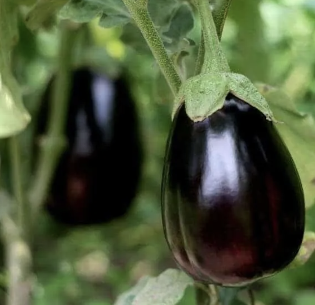 Black beauty eggplant